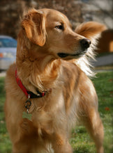 Load image into Gallery viewer, Rubit! Curve Shape Dog Tag Clip Medium