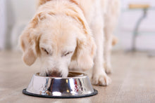 Load image into Gallery viewer, Dog-Cat-Stainless-Steel-Bowl.jpg