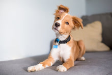 Load image into Gallery viewer, Jelly-Gear-Nylon-Dog-Collar.jpg