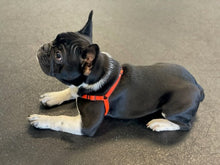 Load image into Gallery viewer, SENSE-ible® No-Pull Dog Harness