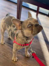 Load image into Gallery viewer, SENSE-ible® No-Pull Dog Harness