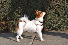 Load image into Gallery viewer, SENSE-ation® No-Pull Dog Harness