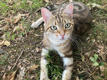 Load image into Gallery viewer, ALZOO All Natural Calming Collar for Cats