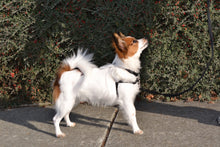 Load image into Gallery viewer, The Original Sense-ation No-Pull Dog Training Harness Small Brown