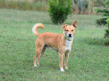 Load image into Gallery viewer, ALZOO Hemp Dog Collar | Sustainably and Safely Helps to Support Your Pet's Mobility