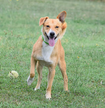 Load image into Gallery viewer, ALZOO Hemp Dog Collar | Sustainably and Safely Helps to Support Your Pet's Mobility