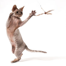 Load image into Gallery viewer, Go Cat Da Purr-Peller Cat Toy Refill