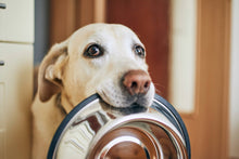Load image into Gallery viewer, WOOZAPET Stainless Steel Bowl for Dogs and Cats