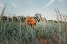 Load image into Gallery viewer, D.T. Systems Training Scent For Dogs 4 oz.