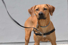 Load image into Gallery viewer, The Original Sense-ation No-Pull Dog Training Harness Medium Brown
