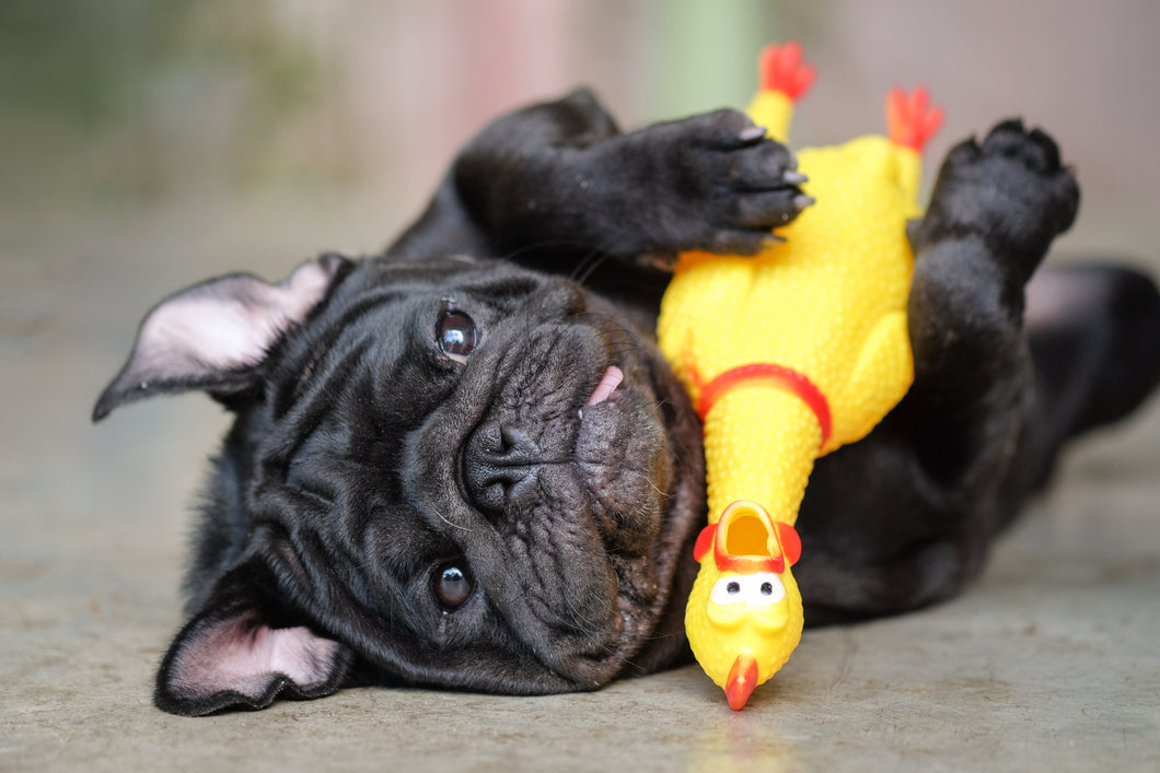 WOOZAPET Yellow Chicken Dog Toy