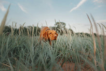 Load image into Gallery viewer, D.T. Systems Training Scent For Dogs 4 oz.
